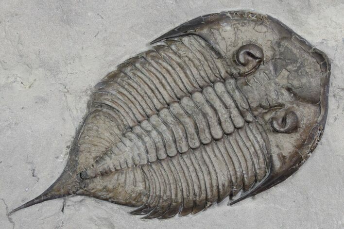 Dalmanites Trilobite Fossil - New York #357129